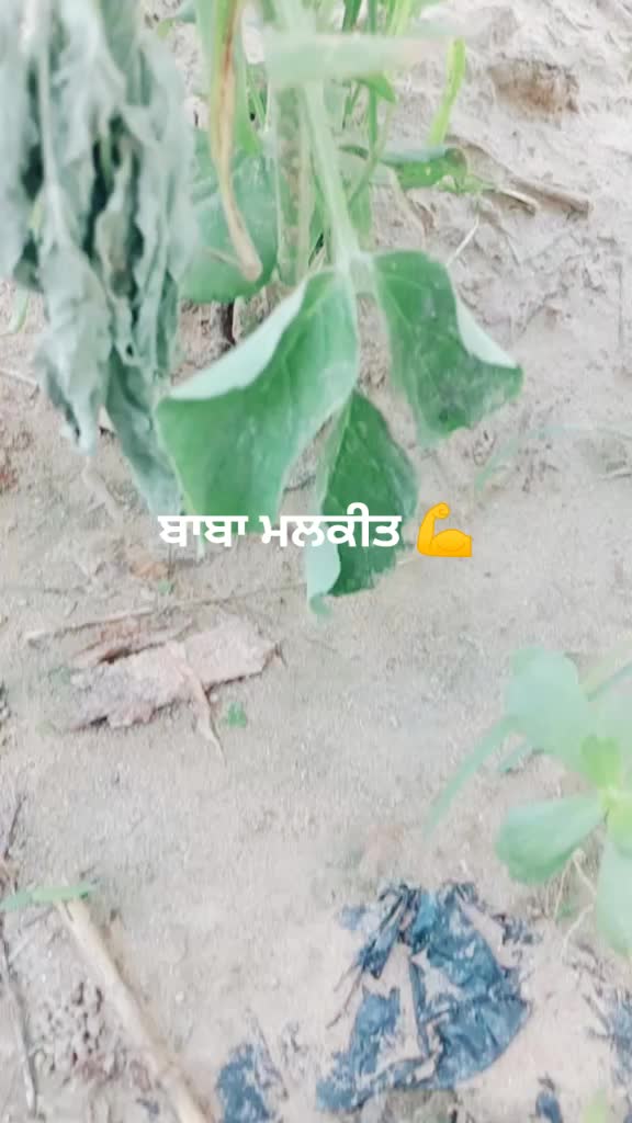 @jass pandher