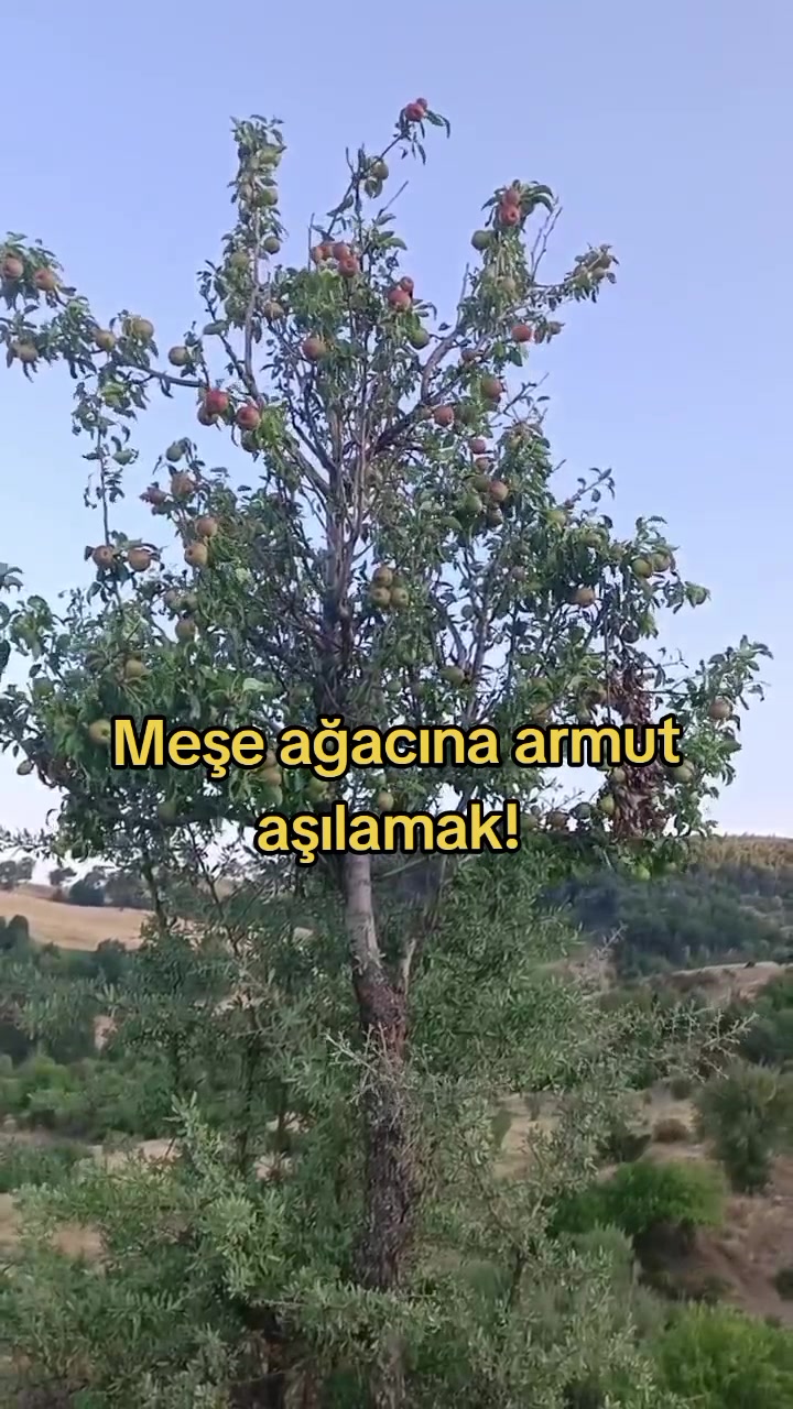 @Vet. Hekim Bülent SEZER