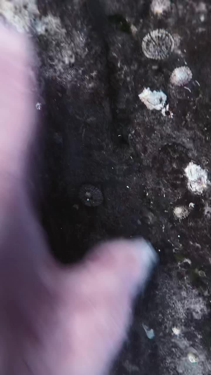 @kurague🐟