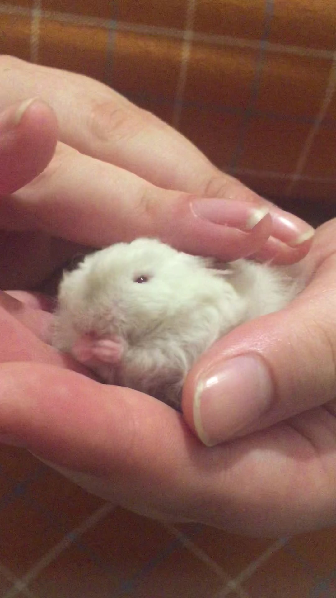 @ThatMouseGirl♡