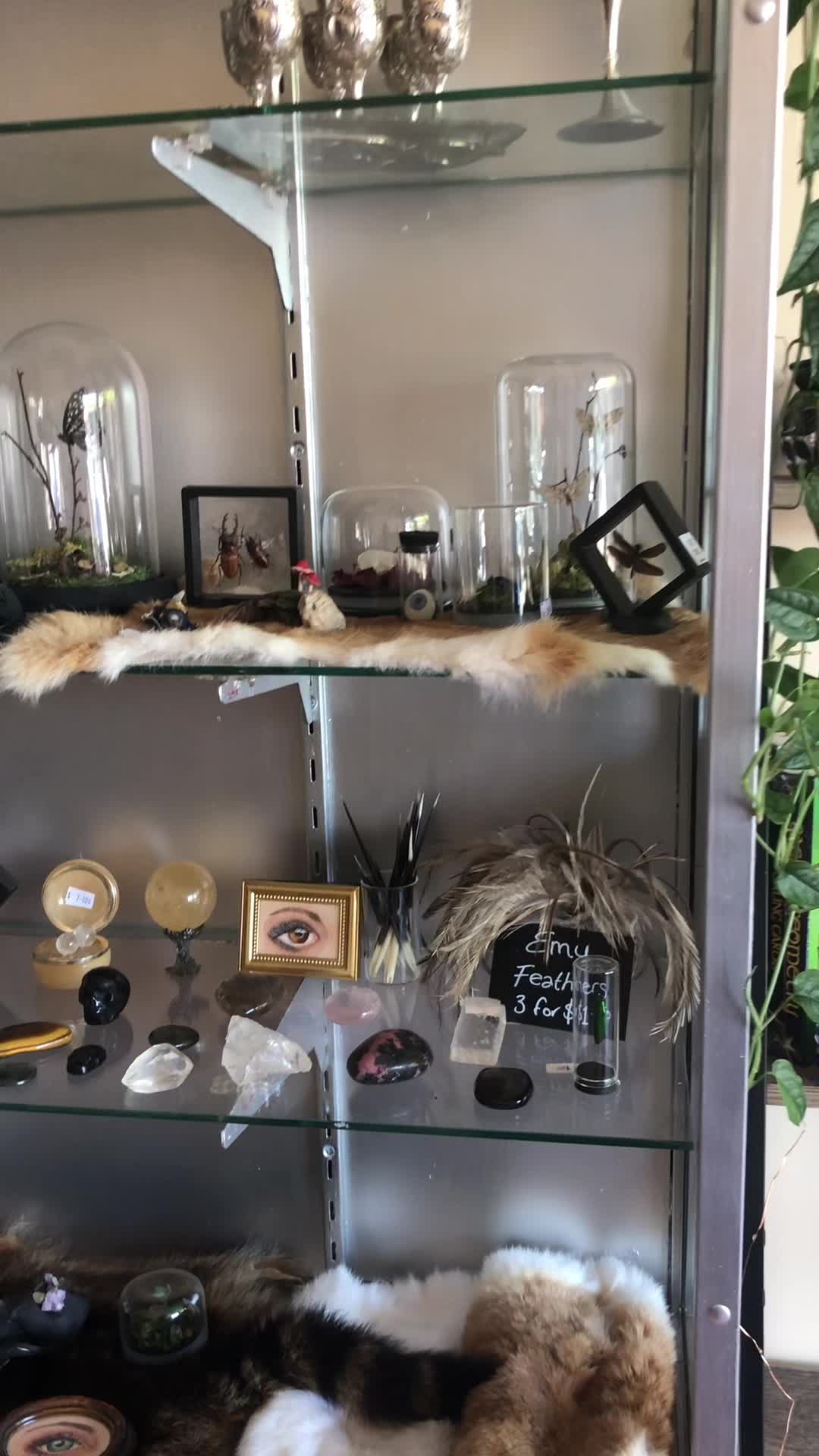 @foxwothoutsox