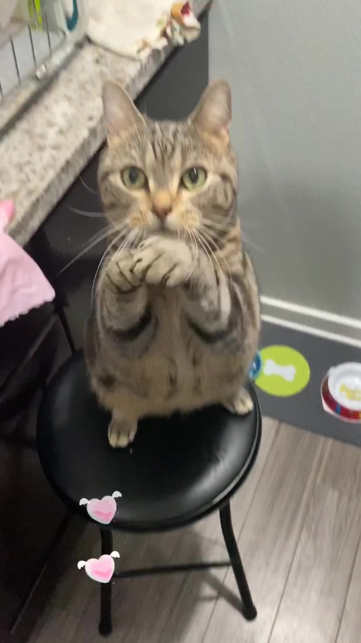 @Tabi.silvertabby