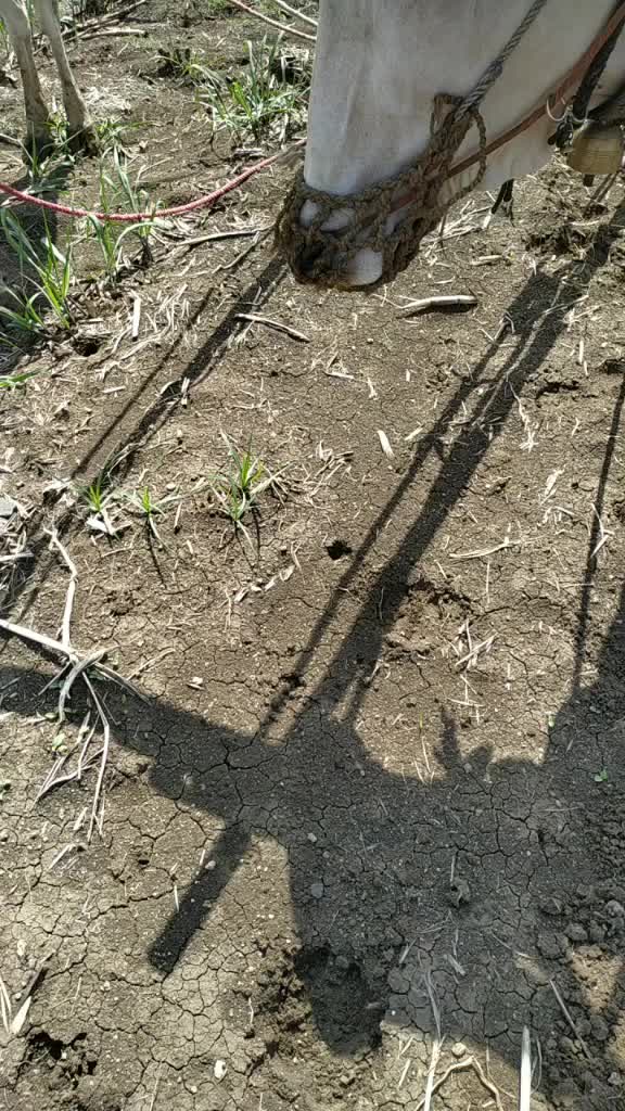 @बाबा भाई मित्र मंडळ