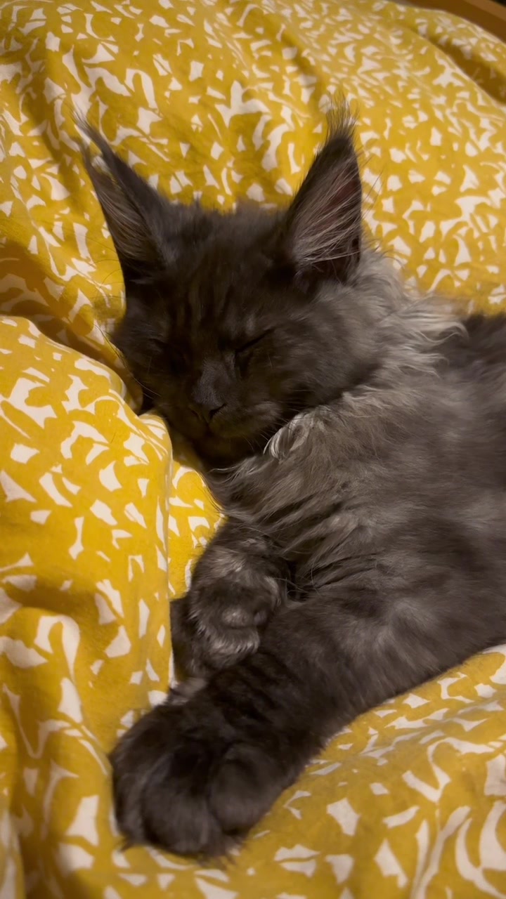 @saint.cat