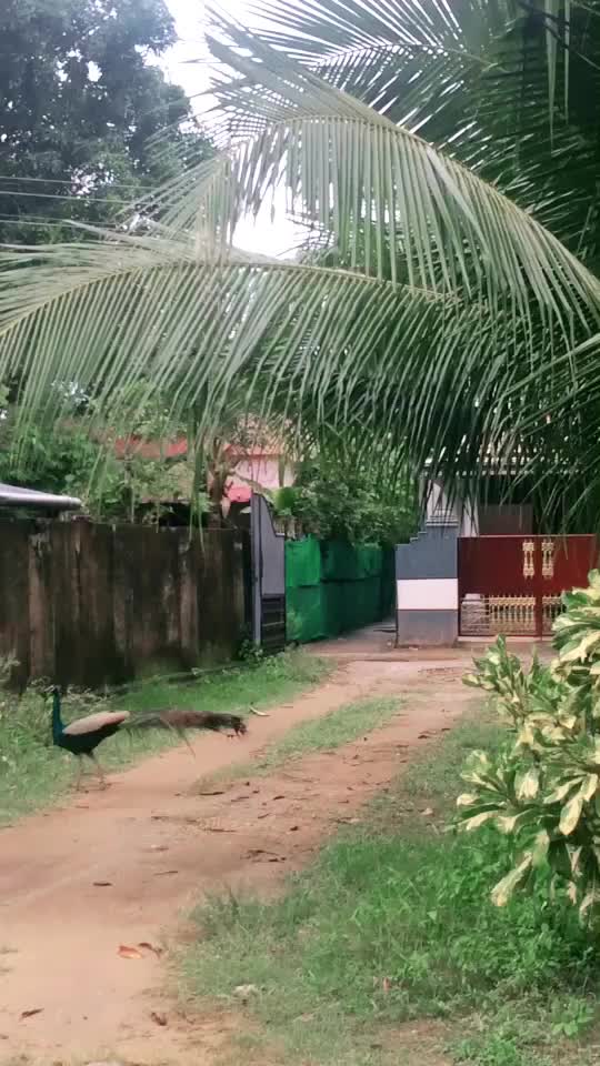 @suraj2315