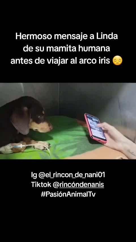 @Pasión Animal Tv