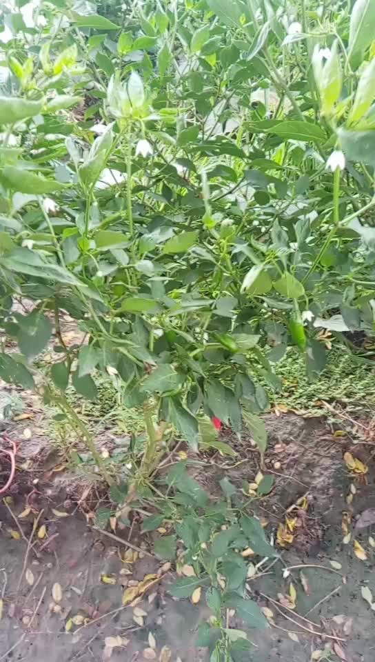 @dasi jamidar