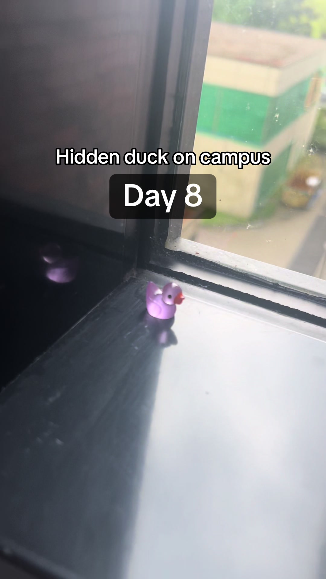 @duckseekdaily