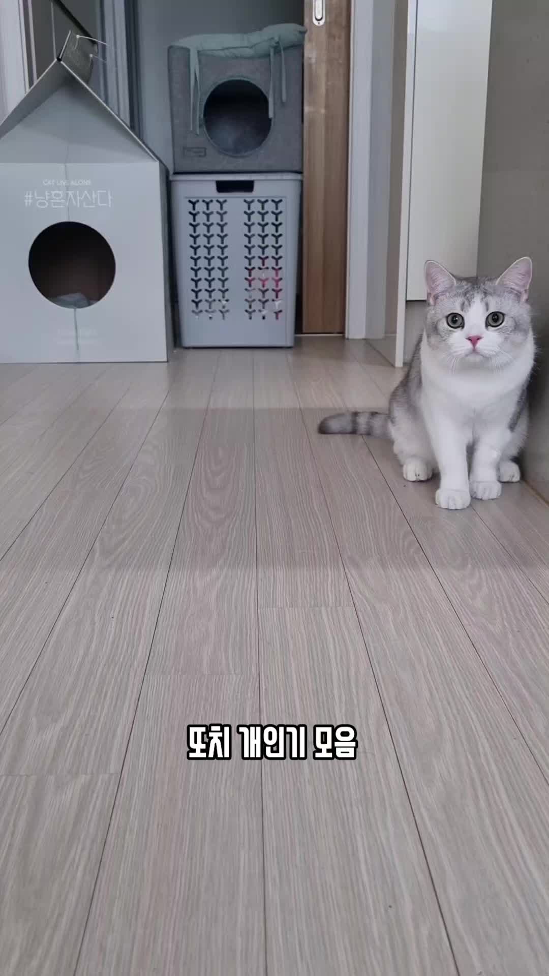 @고여사또치