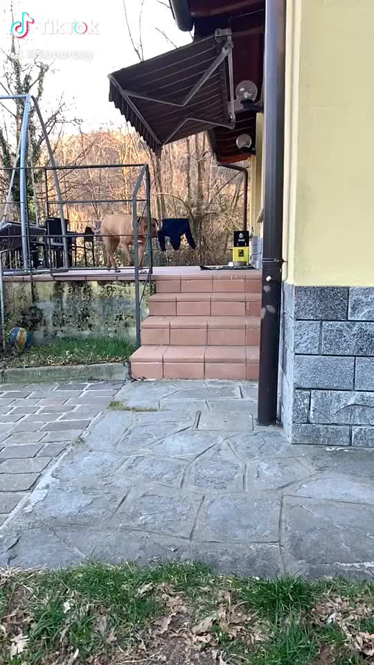 @sonorosy🐶