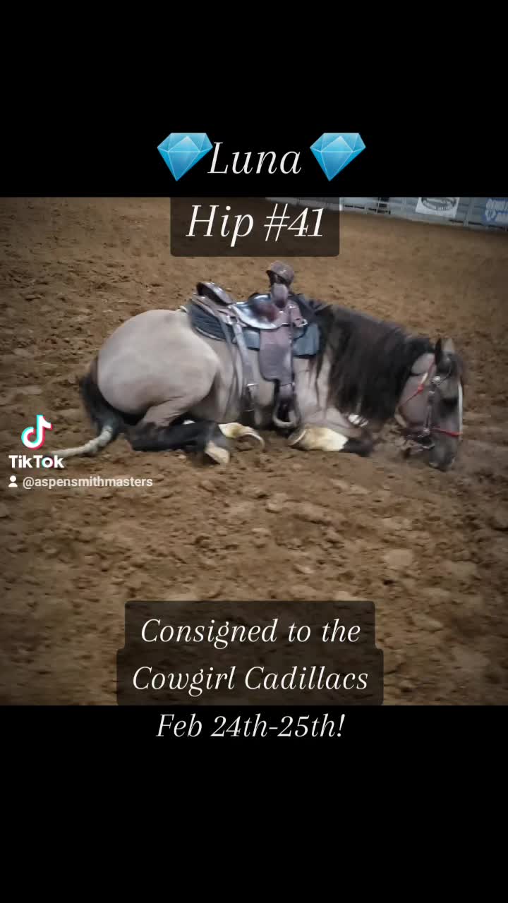 @Ozark Mountain Horses LLC