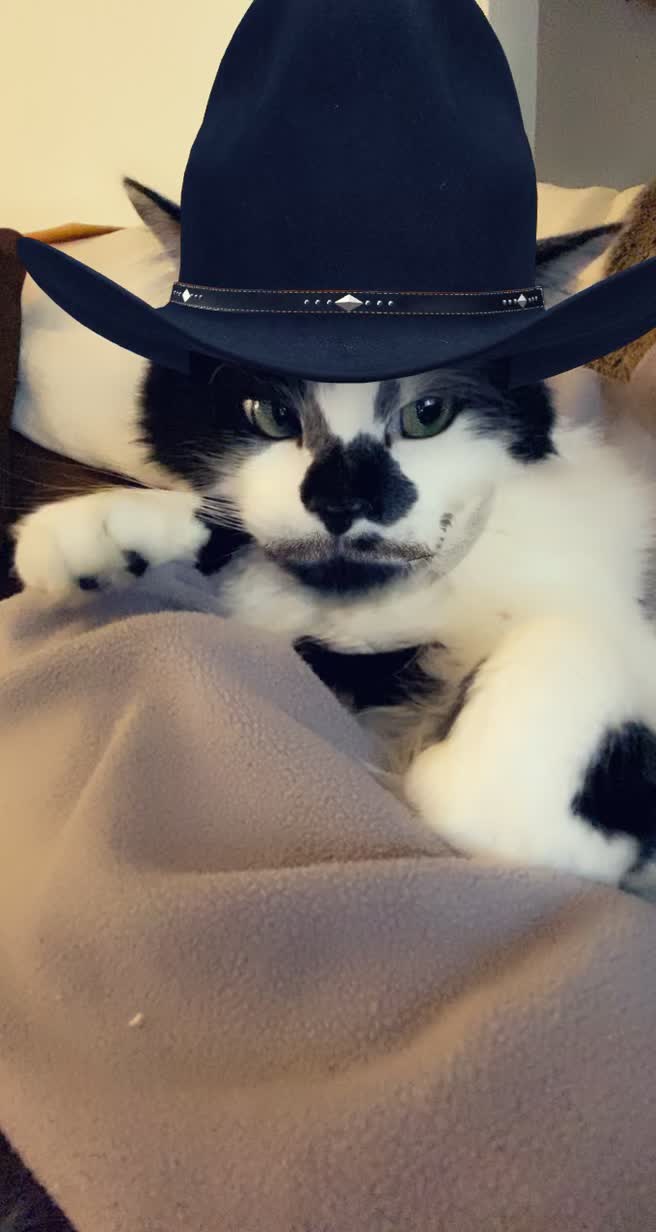 @Macaroni the Cat