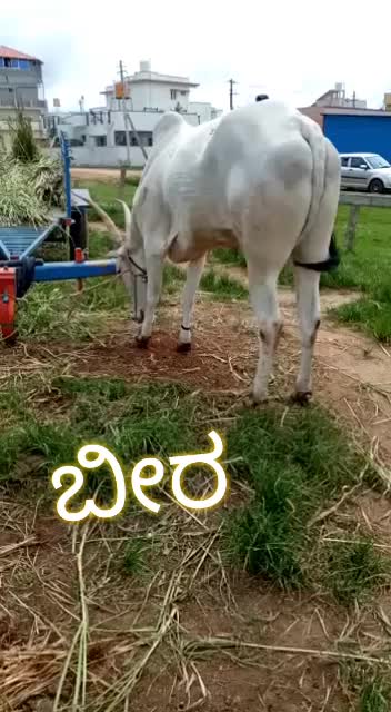 @Kumar Gowda