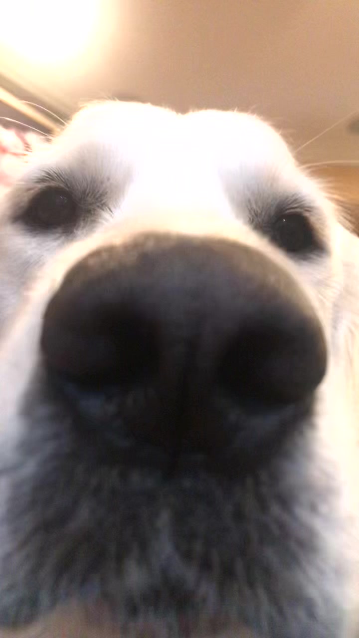 @pierredawg
