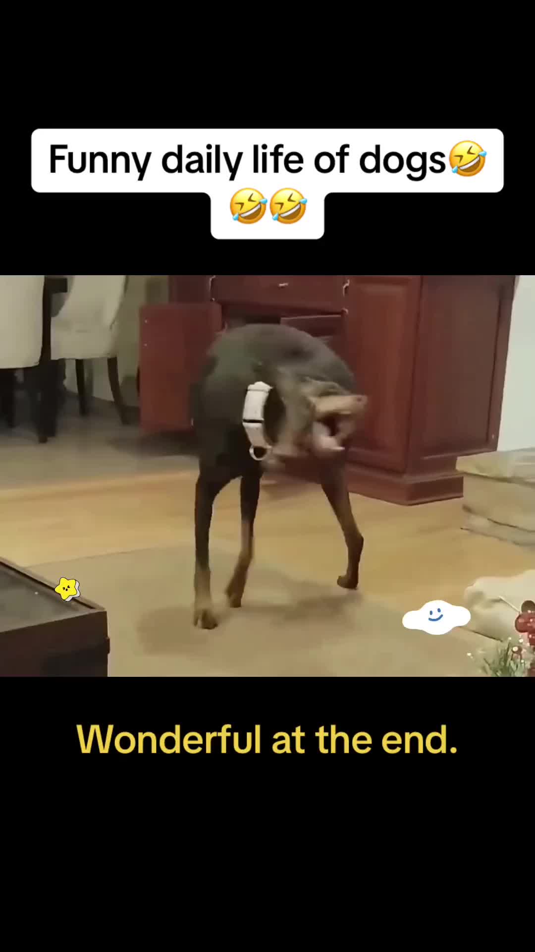 @Cute Pets😻