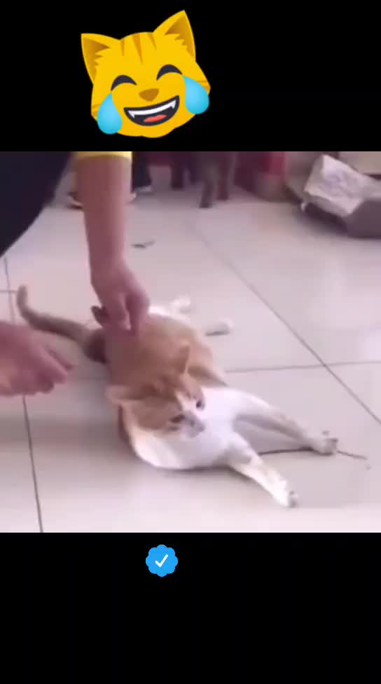 @OneCat