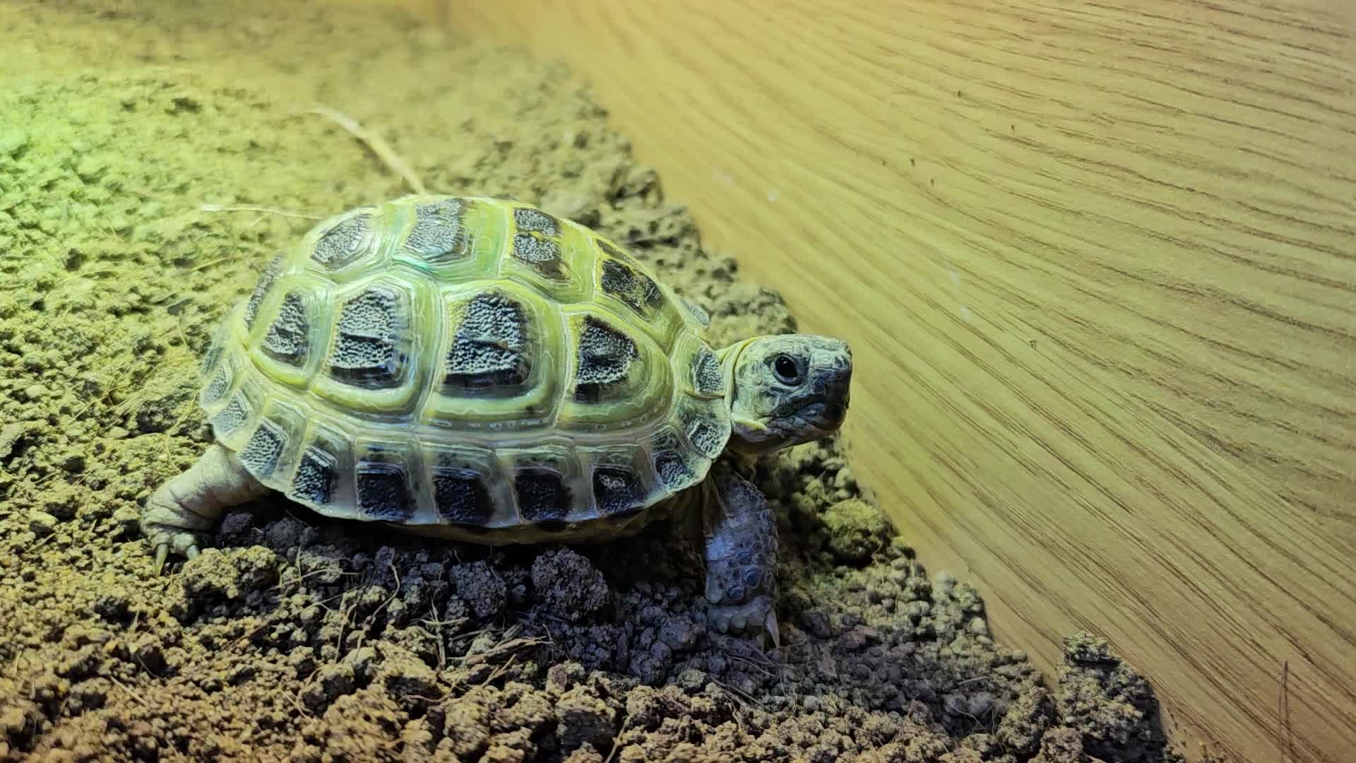 @speedy_the_tortoise