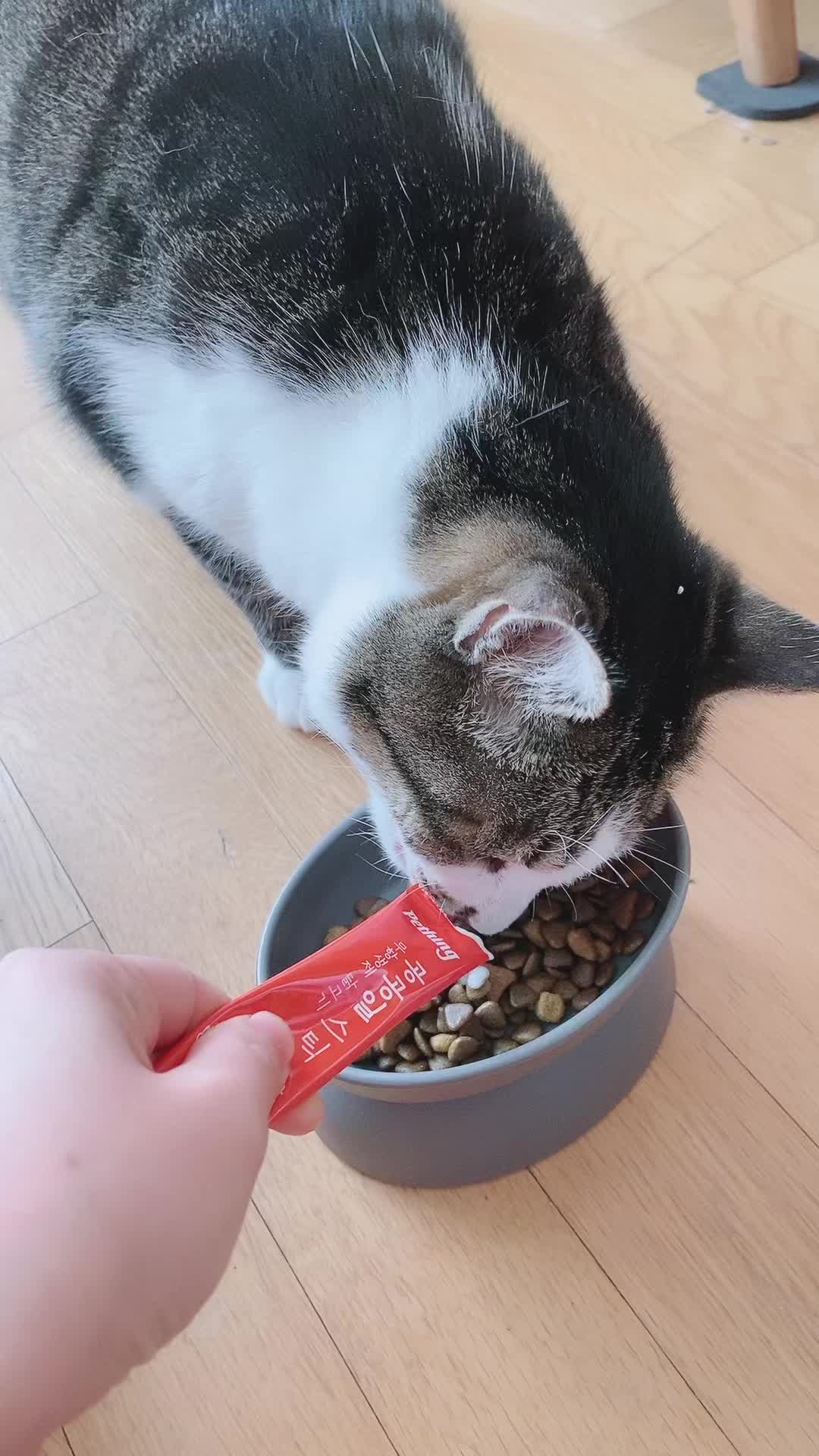@lifewithkitty
