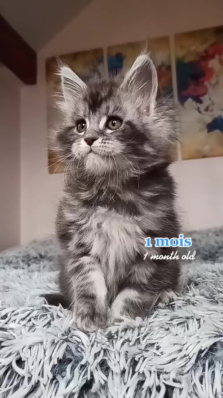 @Cattery Of Wild Kingdom