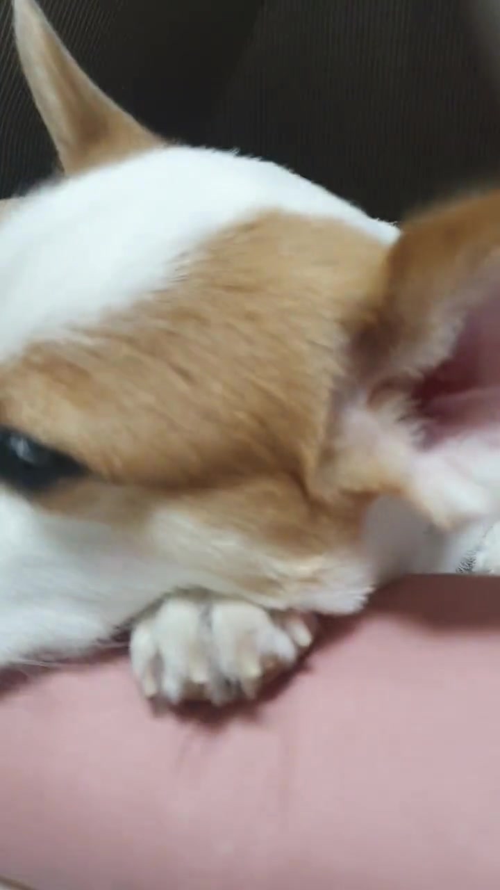 @레몬바라보리