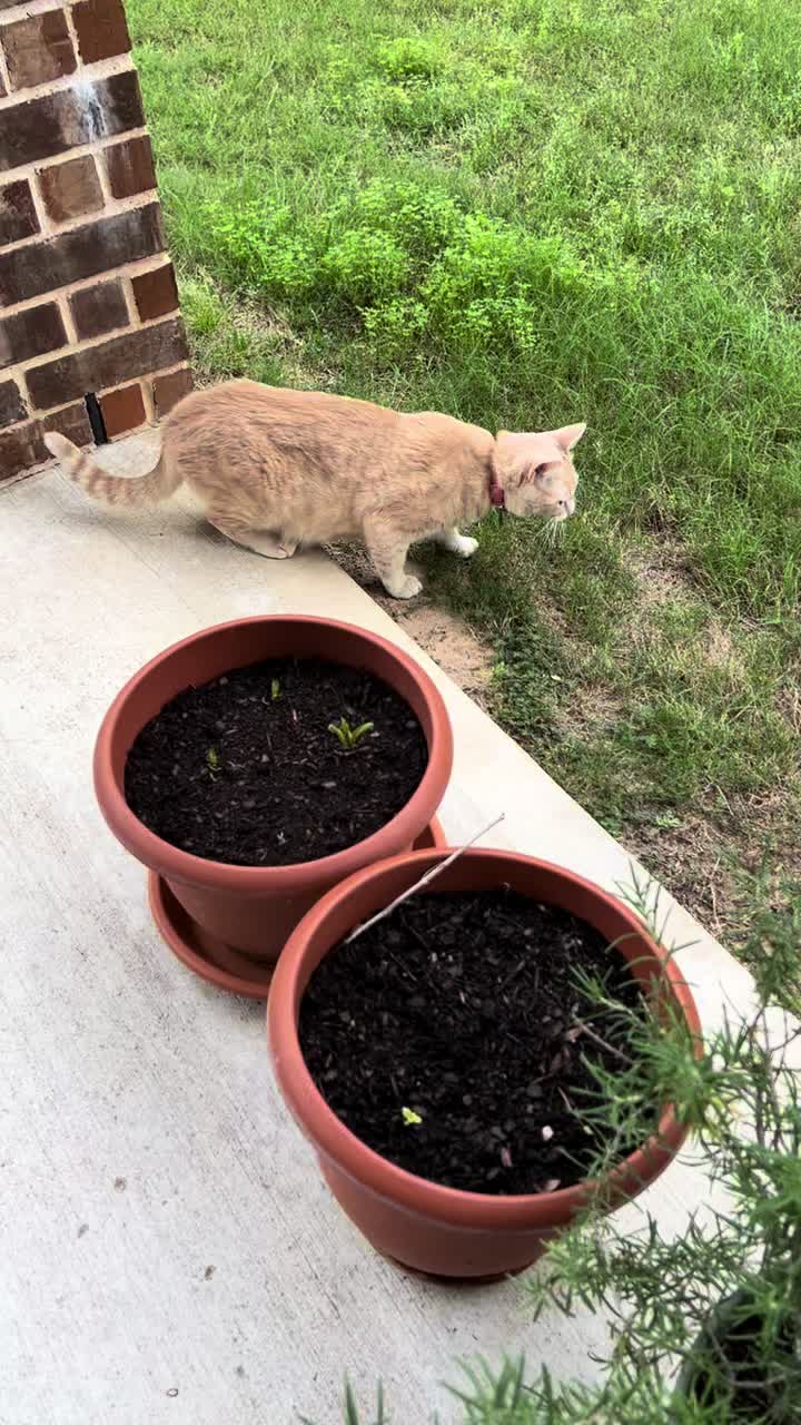 @roti_the_cat
