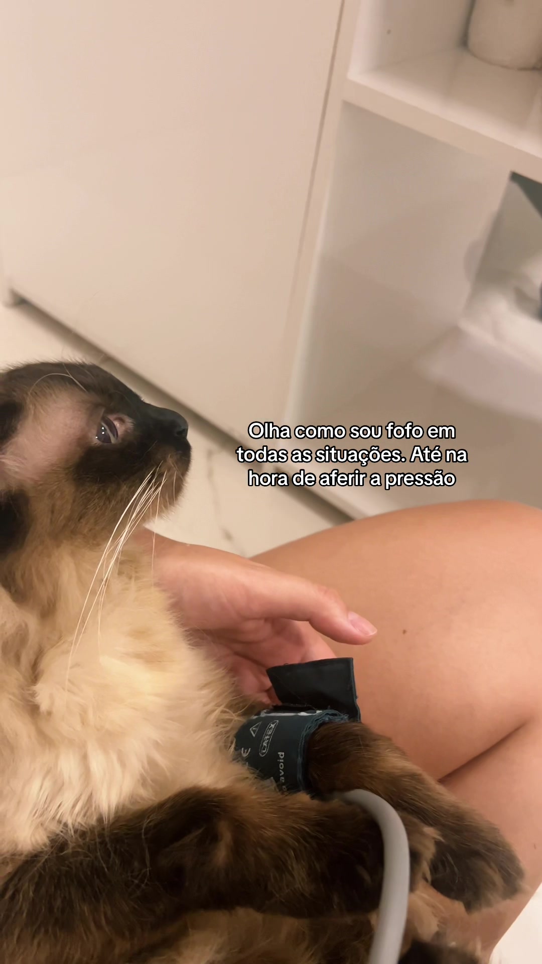 @Lorenzo the cat