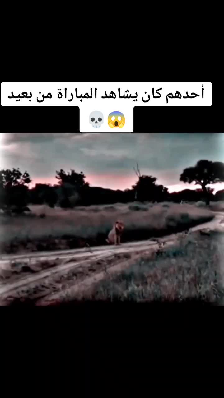 @㋡ DZRizz
