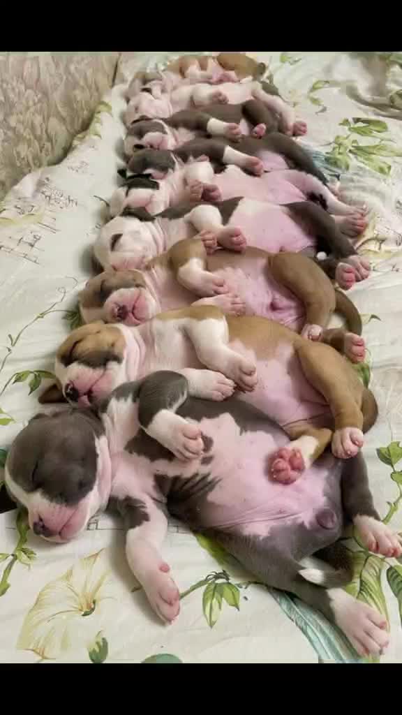 @🐕