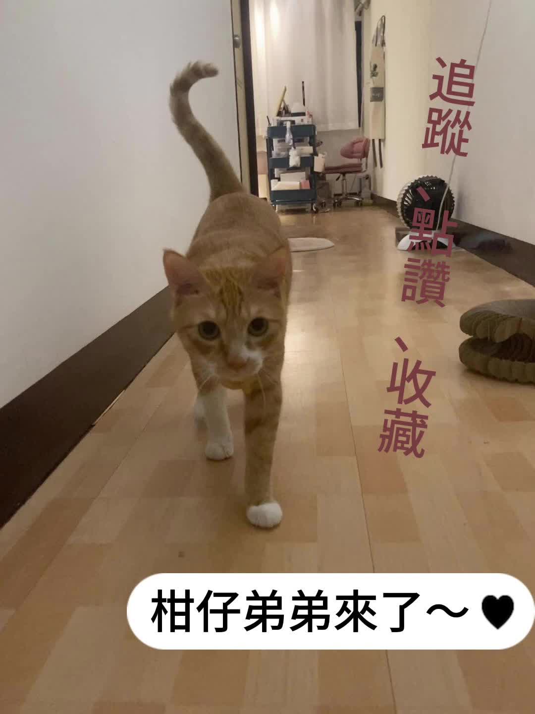 @柑仔弟弟