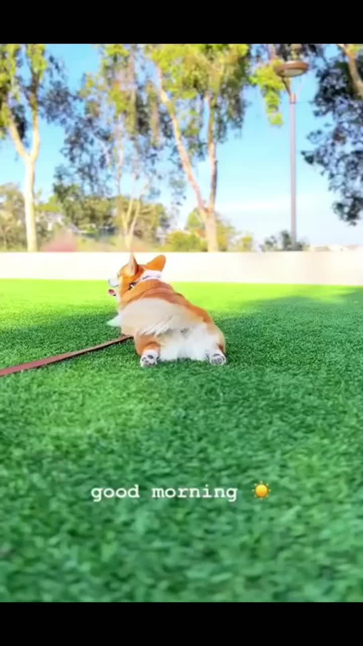 @corgilovecorgi