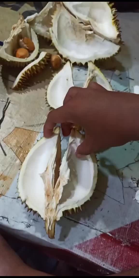 @ガリメイ