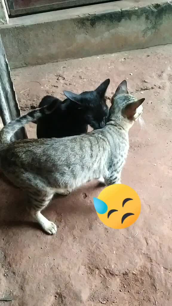 @Remya Rajesh Remya