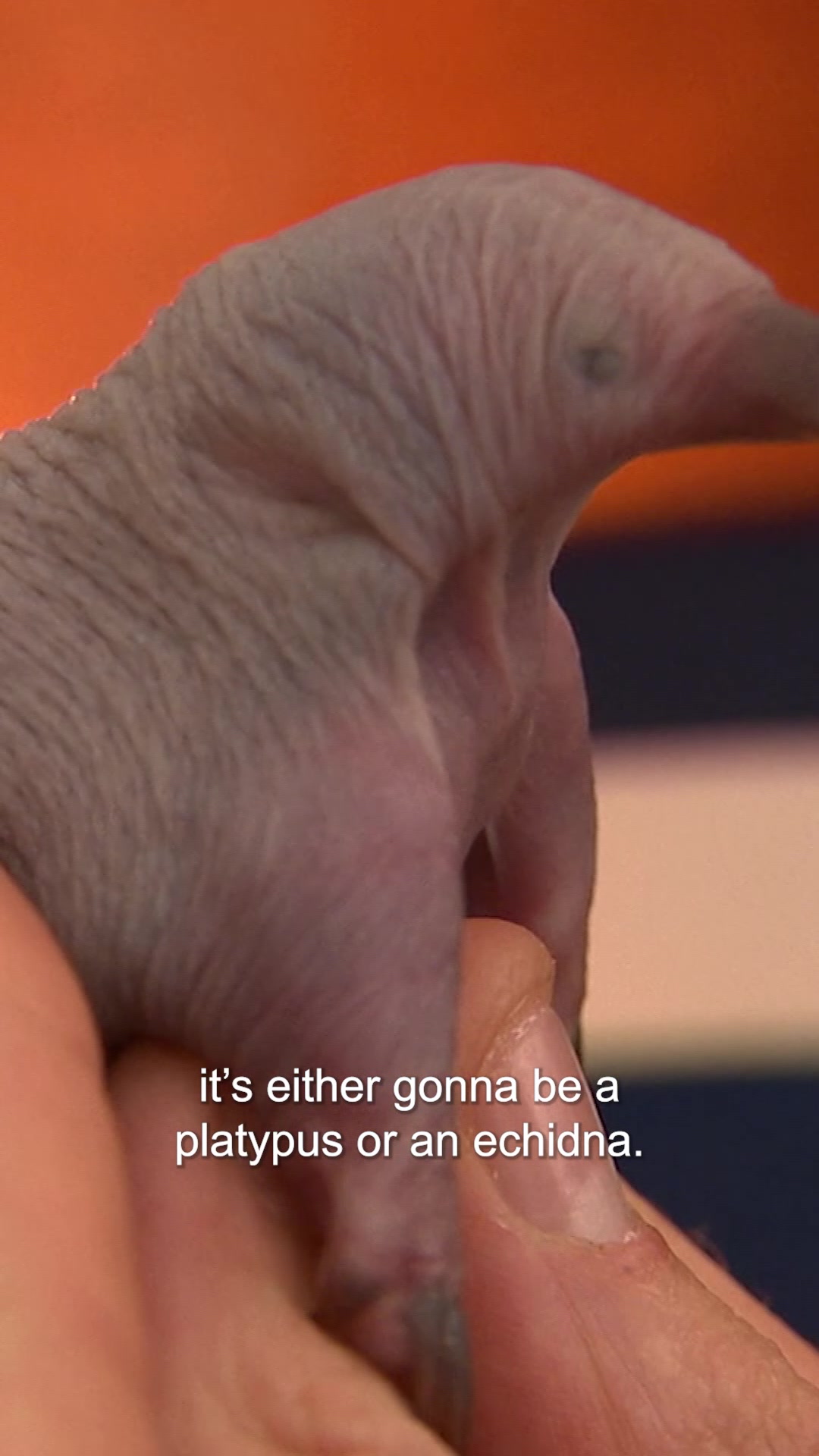 @Bondi Vet