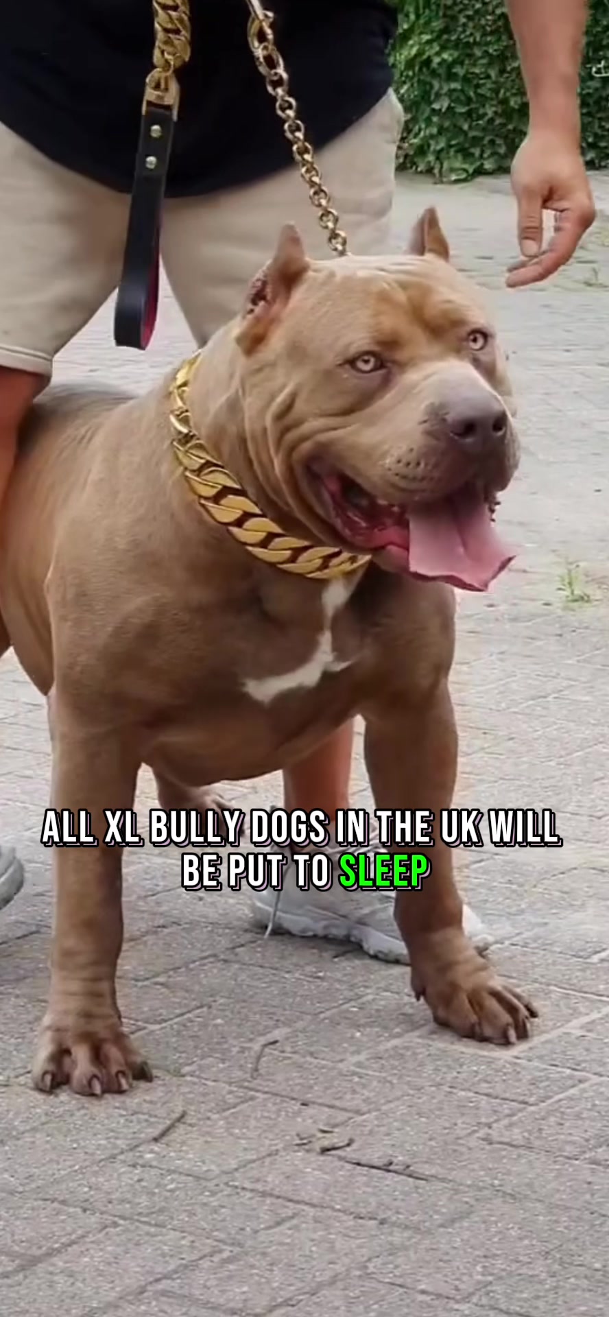 @K9 Kingz