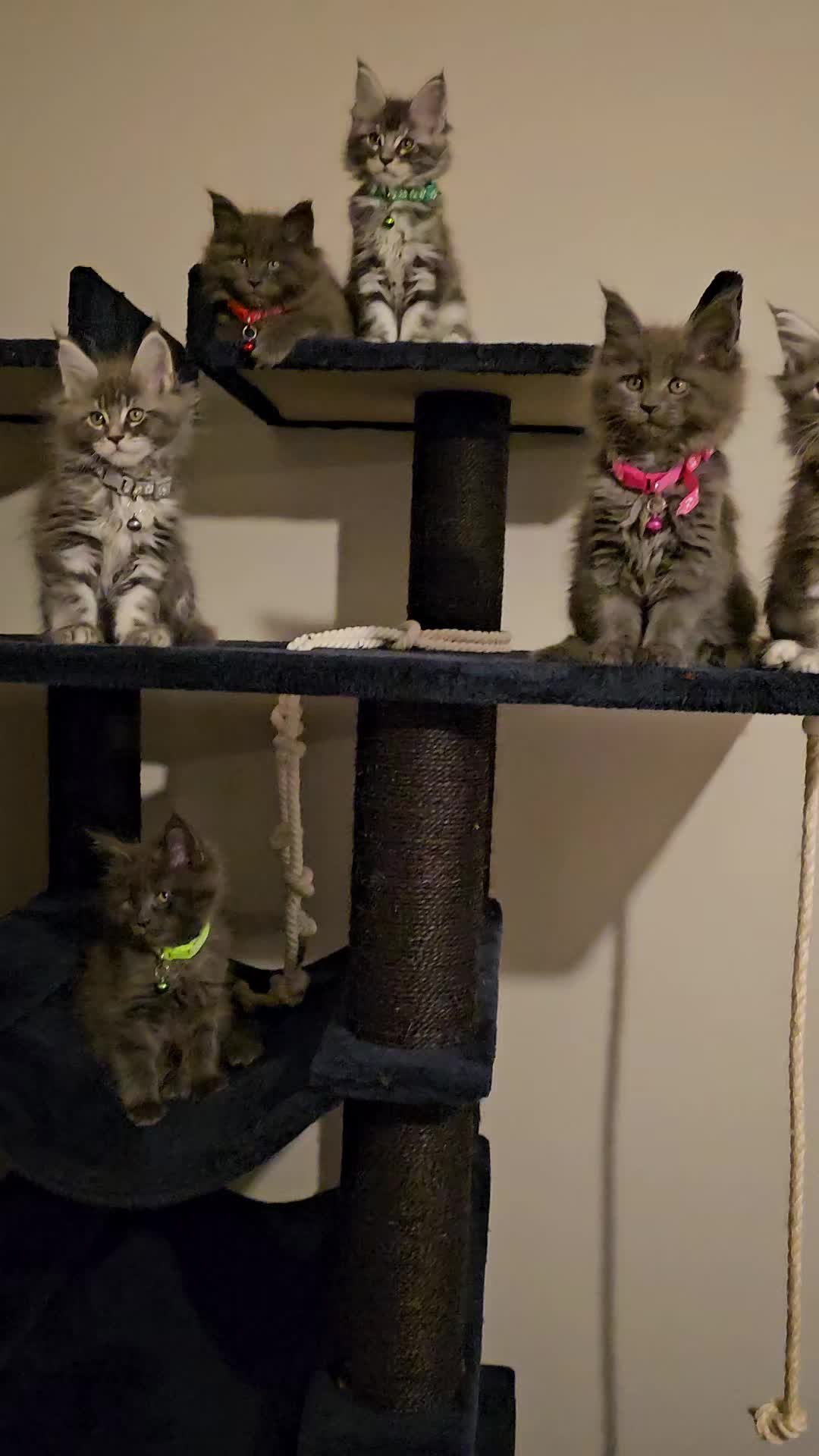 @mainecoonspalace