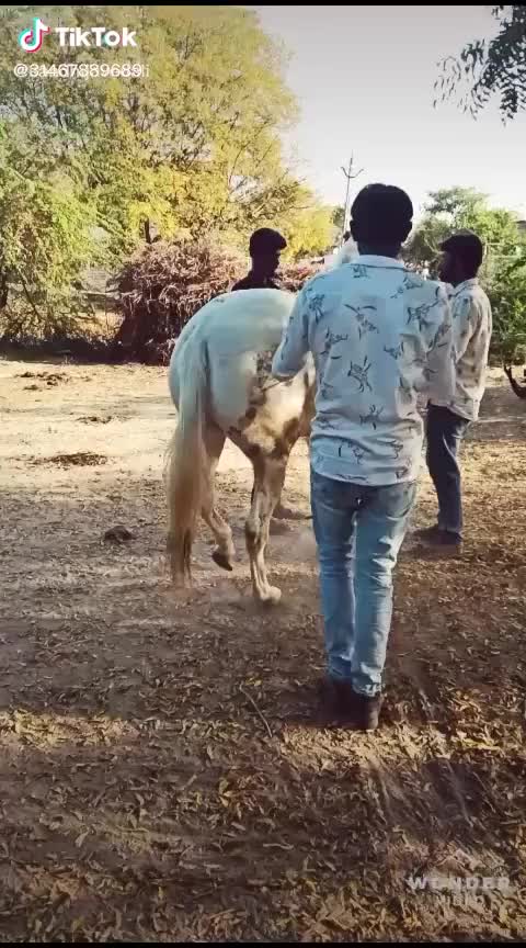 @HajiBhai malthari 🐴