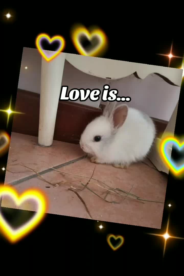 @✨️𝓖𝓲𝓾𝓵𝓲𝓪🌹✨️