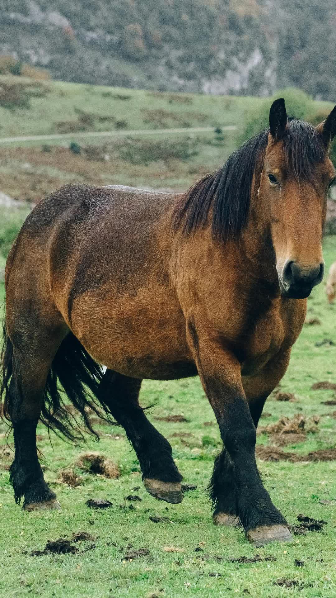 @Pferdewissen