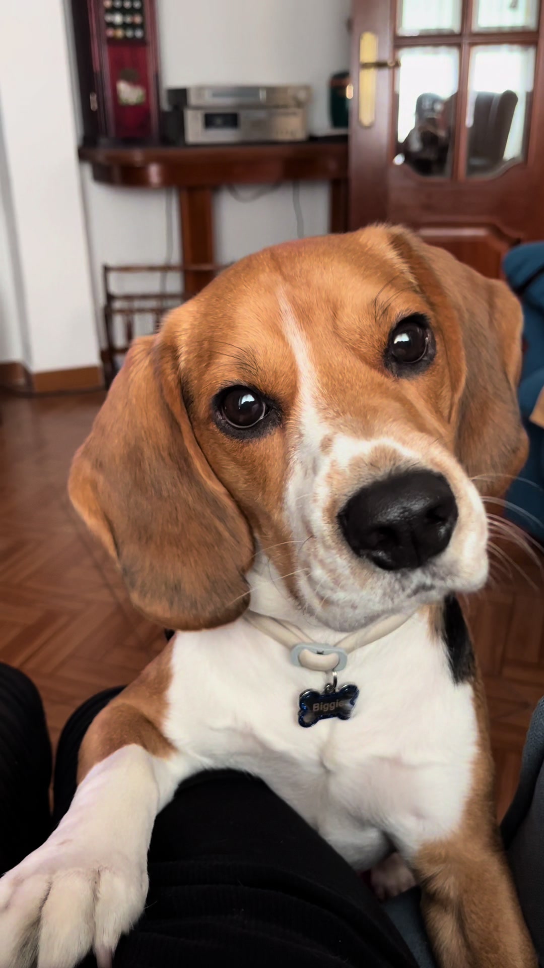 @biggieelbeagle