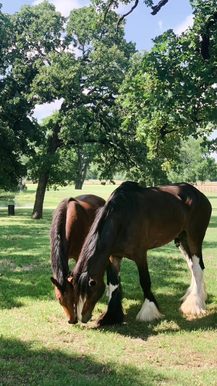 @Winston James The Clydesdale