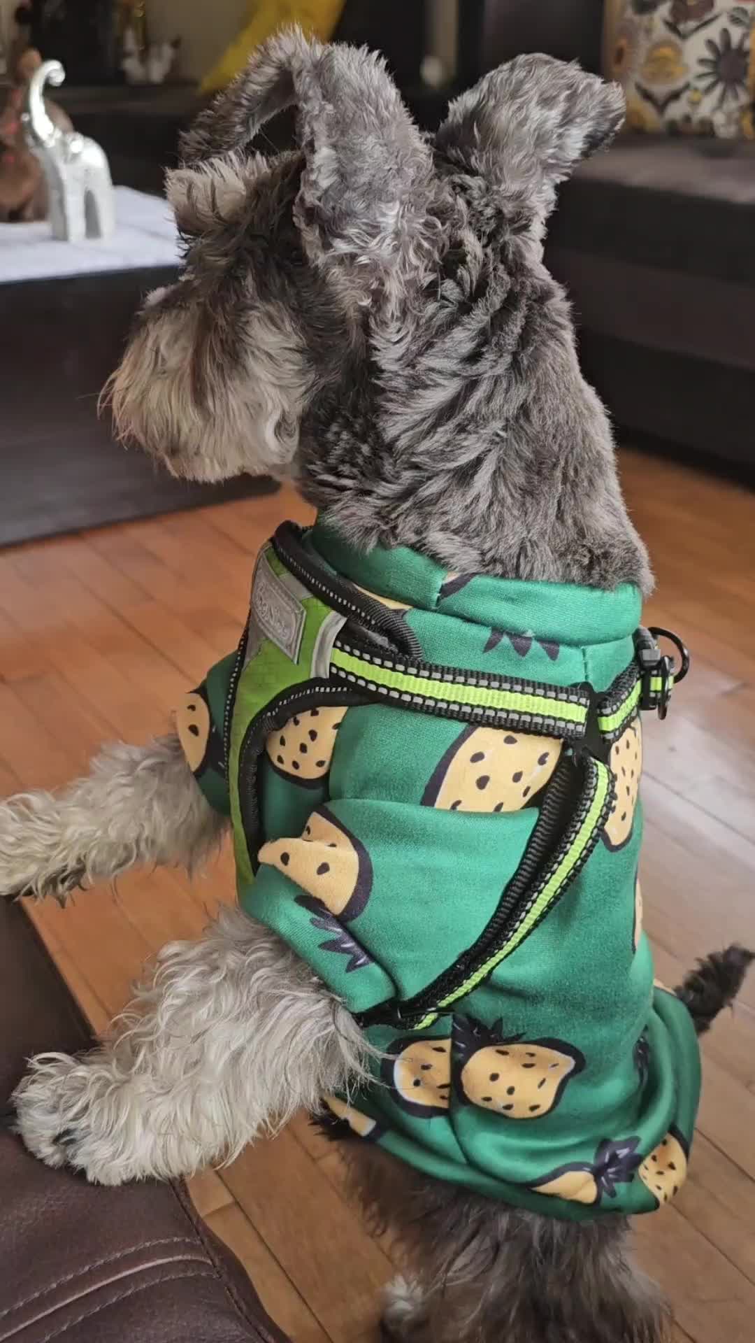 @Forest🐶.schnauzer