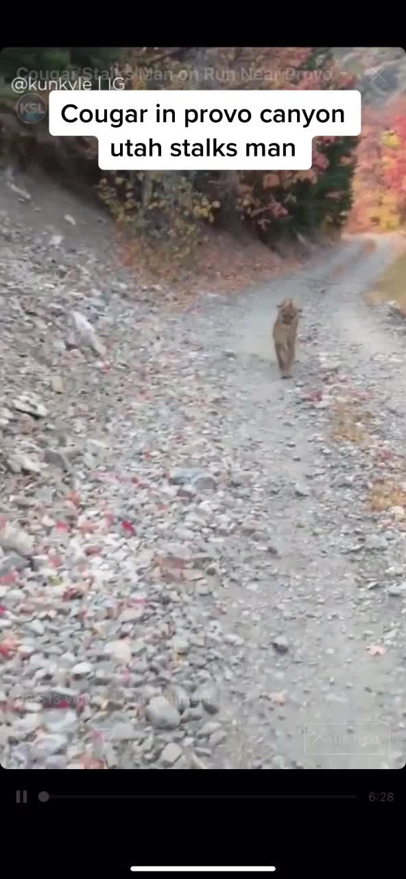 @When_animals_attack