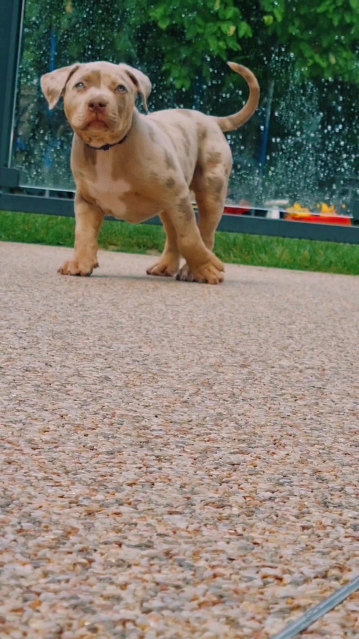 @ShadowBullyXXL
