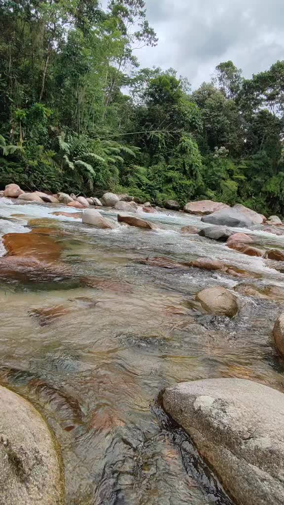 @Amazonia viral
