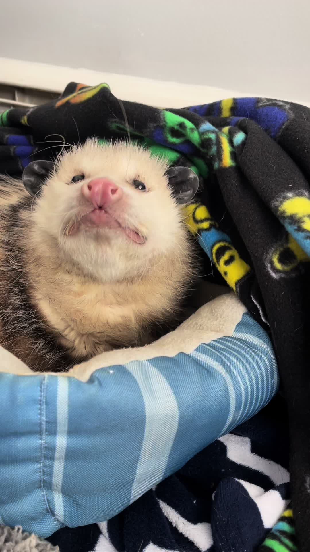 @GladysOpossum