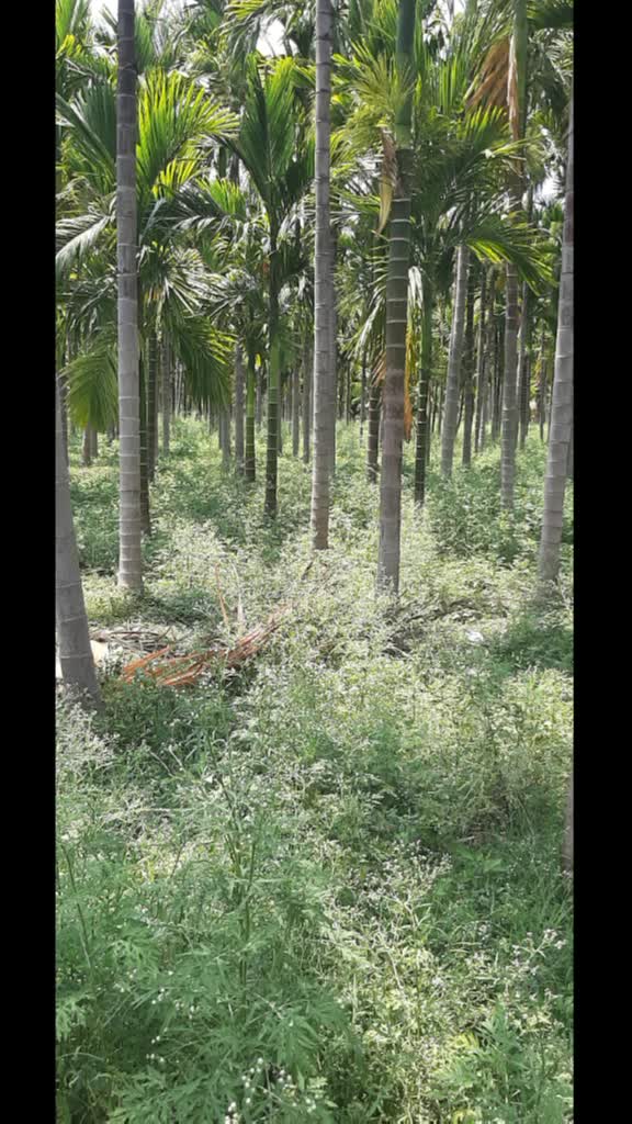 @Charan Chowan