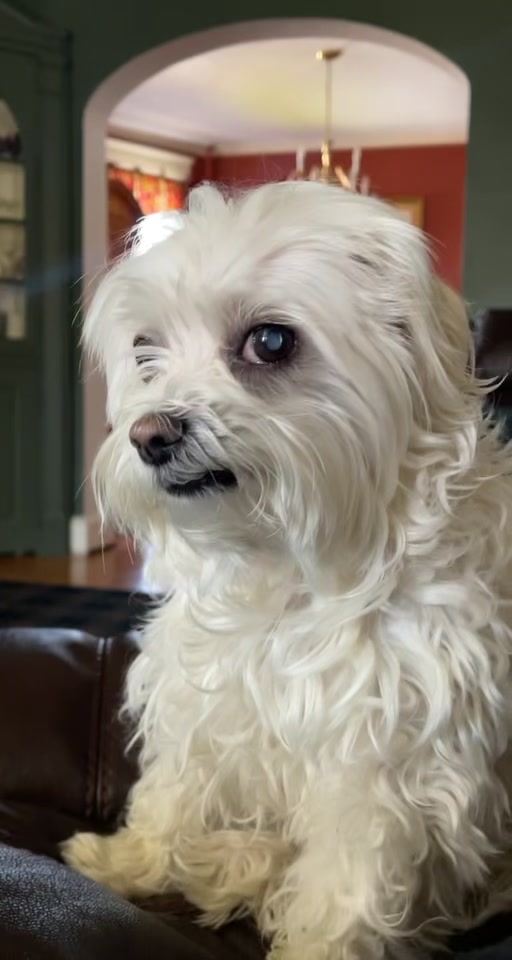 @mildred.the.maltese