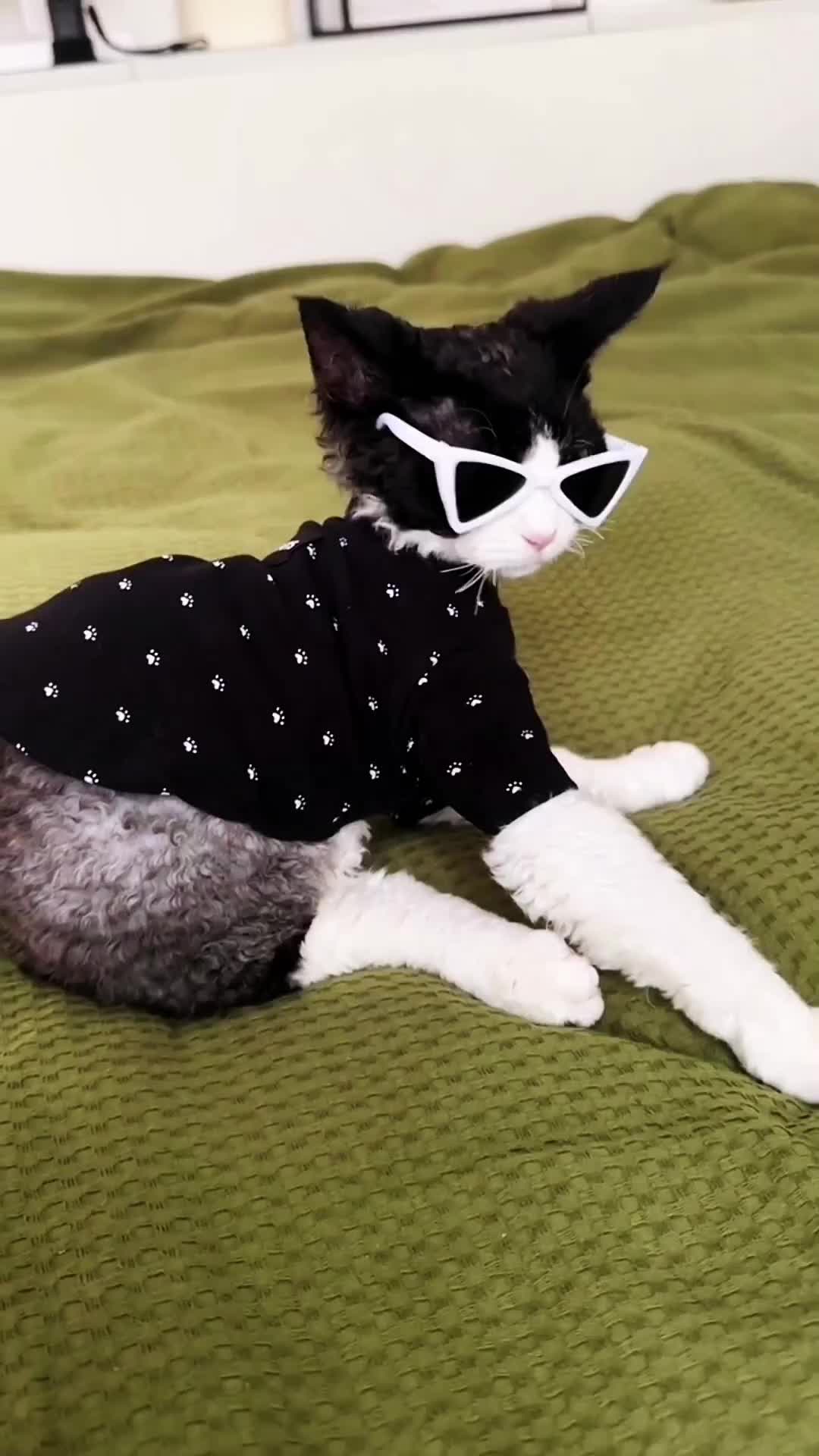 @Mr.Cat