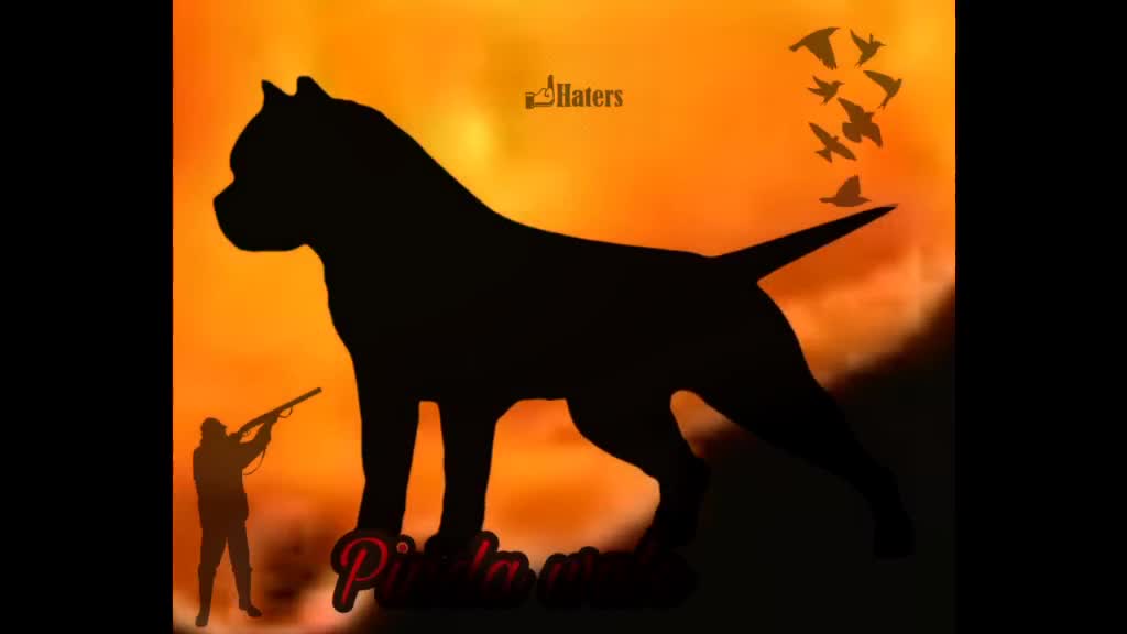 @ankush bhatoya