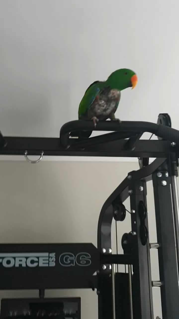 @Funnyparrotboys
